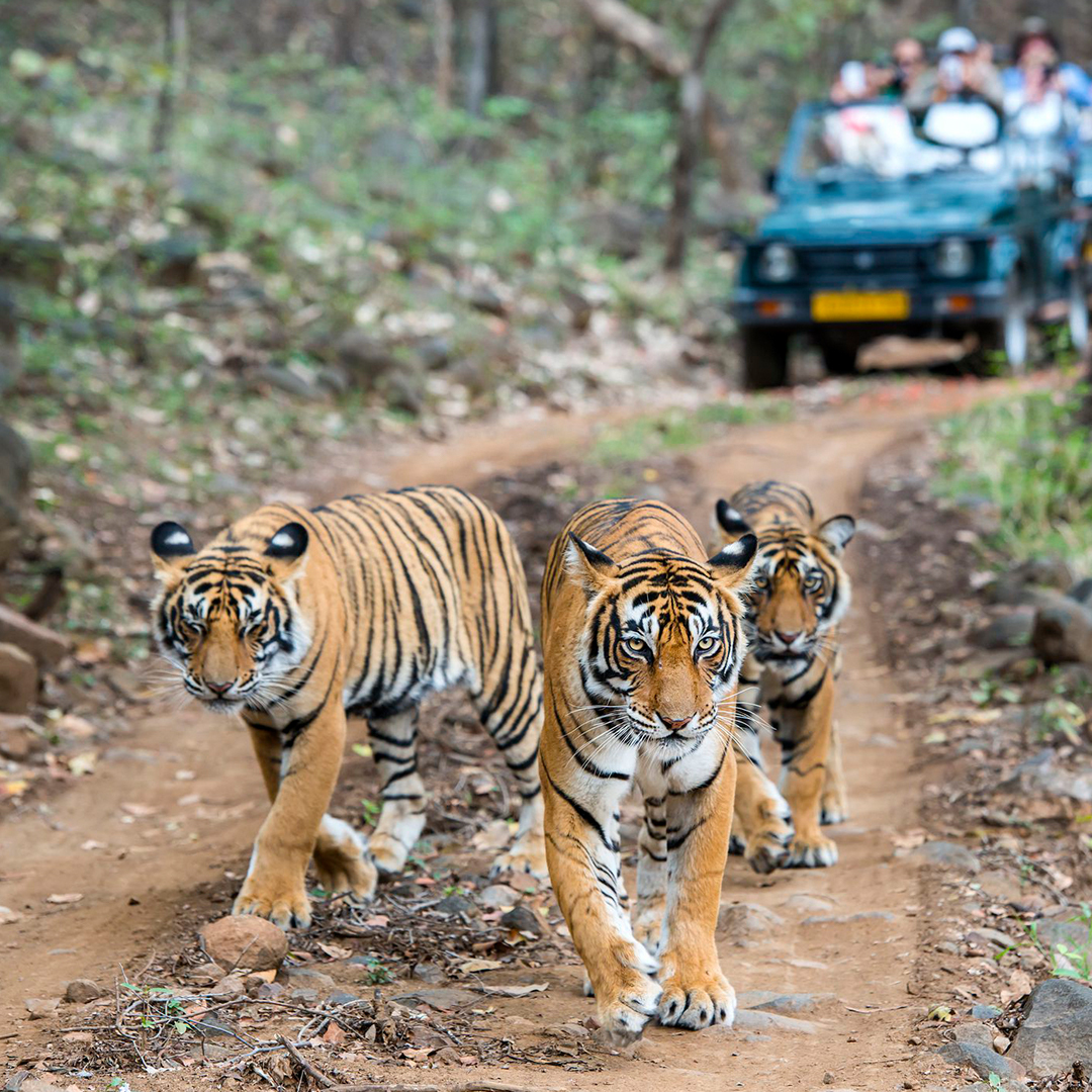 Ranthambore National Park